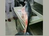 В Черна гора бе уловена акула с дължина 2,2 метра