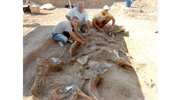 Костадин Кисьов показва скелетите на конете, погребани под тракийския велможа в могилата край Ново село.  СНИМКА: НАТАША МАНЕВА