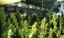 32-годишен отглеждал 600 растения канабис в модерна нарколаборатория в град Шипка (Обзор)
