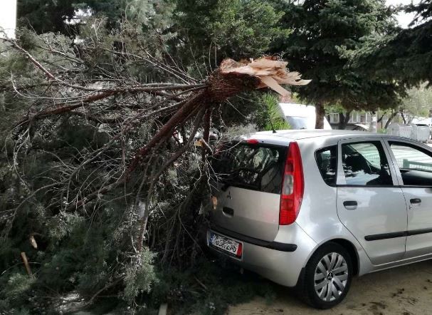 Дърво се строполи върху кола в Пазарджик заради силния вятър (Снимки)