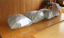 Трима души осъдени за производство на марихуана в Добрич