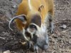Столичният зоопарк с дарителска кампания за закупуване на женско четкоухо прасе