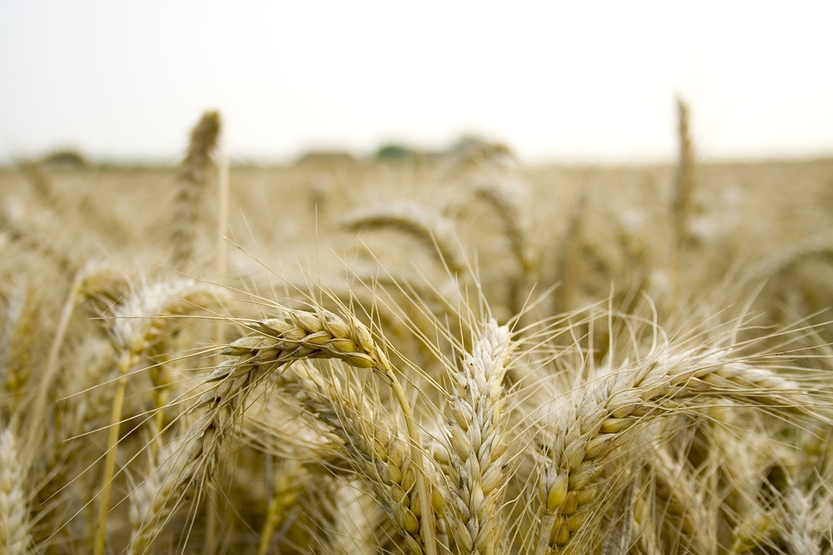Украйна и Русия продават пшеница по-евтино, САЩ - по скъпо
