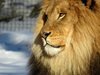 Лъв нападна 22-годишно момиче в японски зоопарк