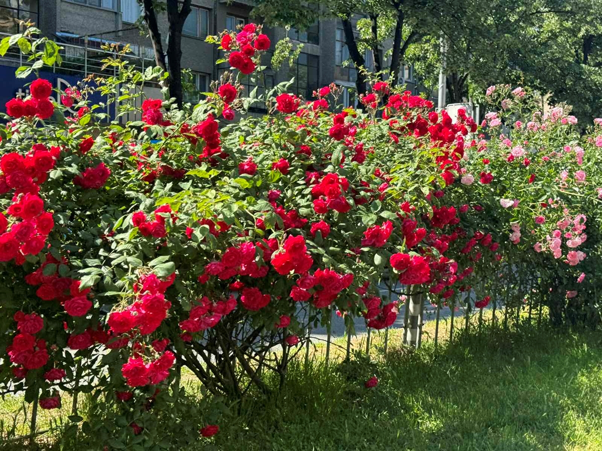 Хиляди рози разцъфтяха по булевардите в Пловдив, кошници и саксии с цветя украсяват града