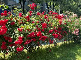 Нови рози са засадени по пловдивските булеварди.