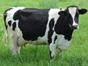 Умъртвиха 13 говеда заради нодуларен дерматит в Кърджалийско
