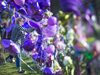 Минесота празнува рождения ден на Принс в лилаво (Снимки)
