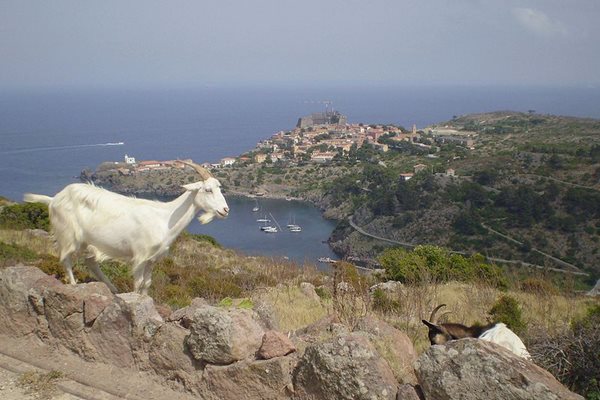 Остров Капрая е част от Тосканския архипелаг. СНИМКИ: Уикипедия