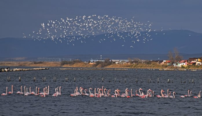 Колонии розово фламинго
СНИМКА: Община Поморие