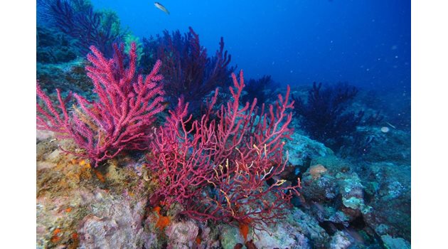 Колониите от корали в Средиземно море измират заради затоплянето.
СНИМКА: ЛИЧЕН АРХИВ на Хоаким Гарабу от Института по морски науки в Барселона