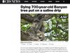 В Индия поставиха на системи 700-годишно дърво