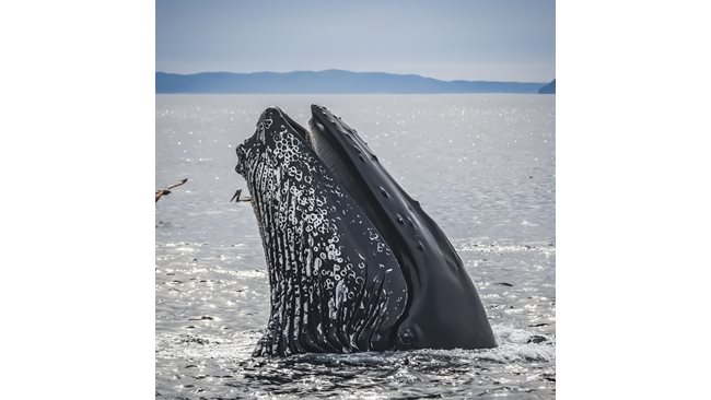 A stray gray whale was first spotted off the French coast of the Mediterranean