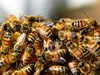 Учени записаха как се ругаят пчелите, когато се сблъскат (видео)