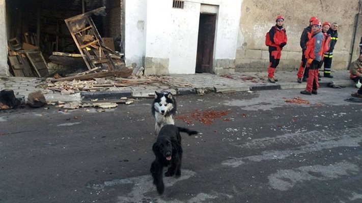 За сега в село Хитроно свободно се разхождат само кучетатата - домашни и улични.СНИМКА: Тонка Петрова