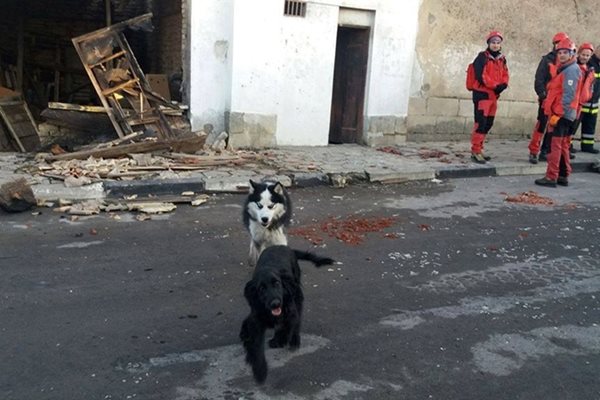 За сега в село Хитроно свободно се разхождат само кучетатата - домашни и улични.СНИМКА: Тонка Петрова