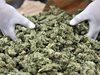 
Албанската полиция конфискува един тон
марихуана

