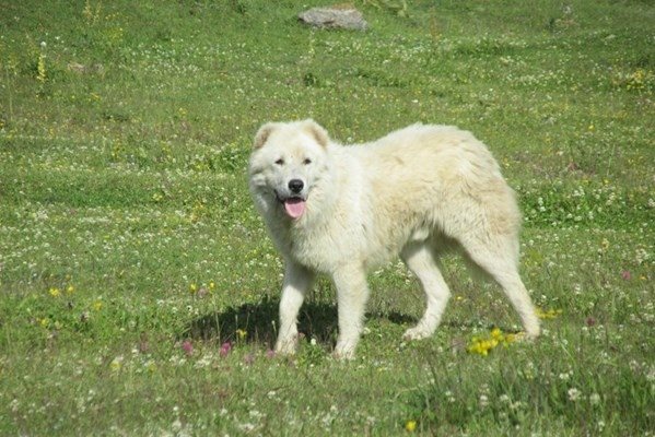 Болестта е изключително опасна за кучетата. СНИМКА: АРХИВ