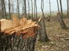 Незаконна сеч остави 11 000 клиенти на ЧЕЗ разпределение в Подгорието без ток в почивния 2 януари