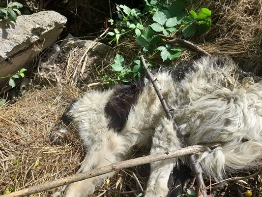 Застреляно куче, което е захвърлено в храстите