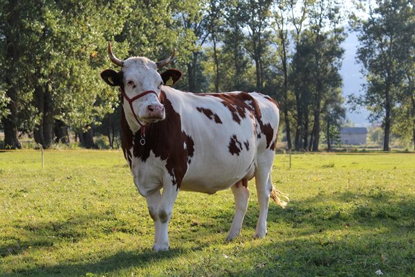 Фермерите масово отказват да гледат животни
за мляко, сериозен дефицит в цяла Европа