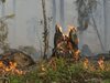 Над 80 огнеборци, военни и горски служители се борят с пожара в Добростан