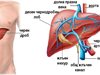 Черният дроб и жлъчката са най-важните органи за пречистване на организма