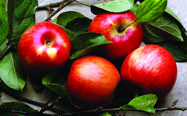 Ябълките и къпините могат да намалят риска от немощ