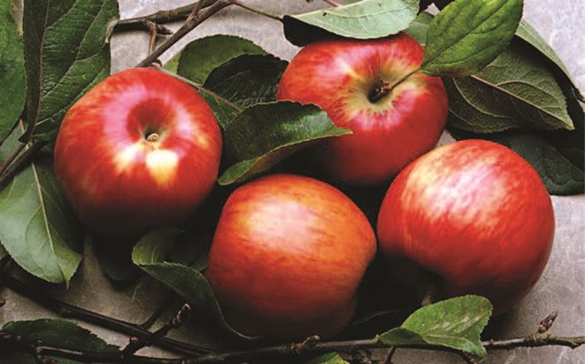 Една ябълка дневно намалява рискът от немощ с 20 процента

 Снимка Архив