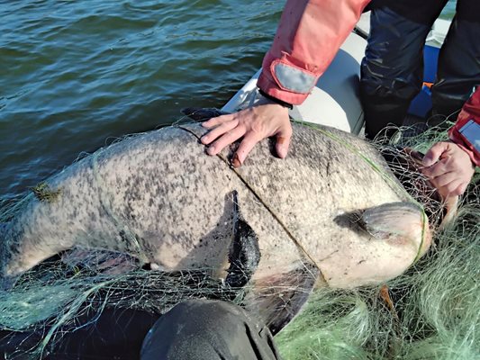 В мрежата има заплетена огромна риба, както и птица корморан