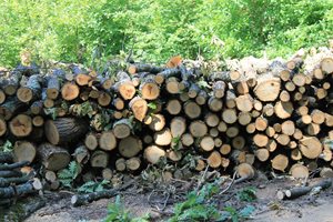 Цената на дървесината спрямо миналата година се е увеличила над два пъти