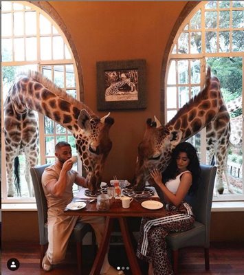 Жирафите са готови да си "откраднат" от закуската на двойката