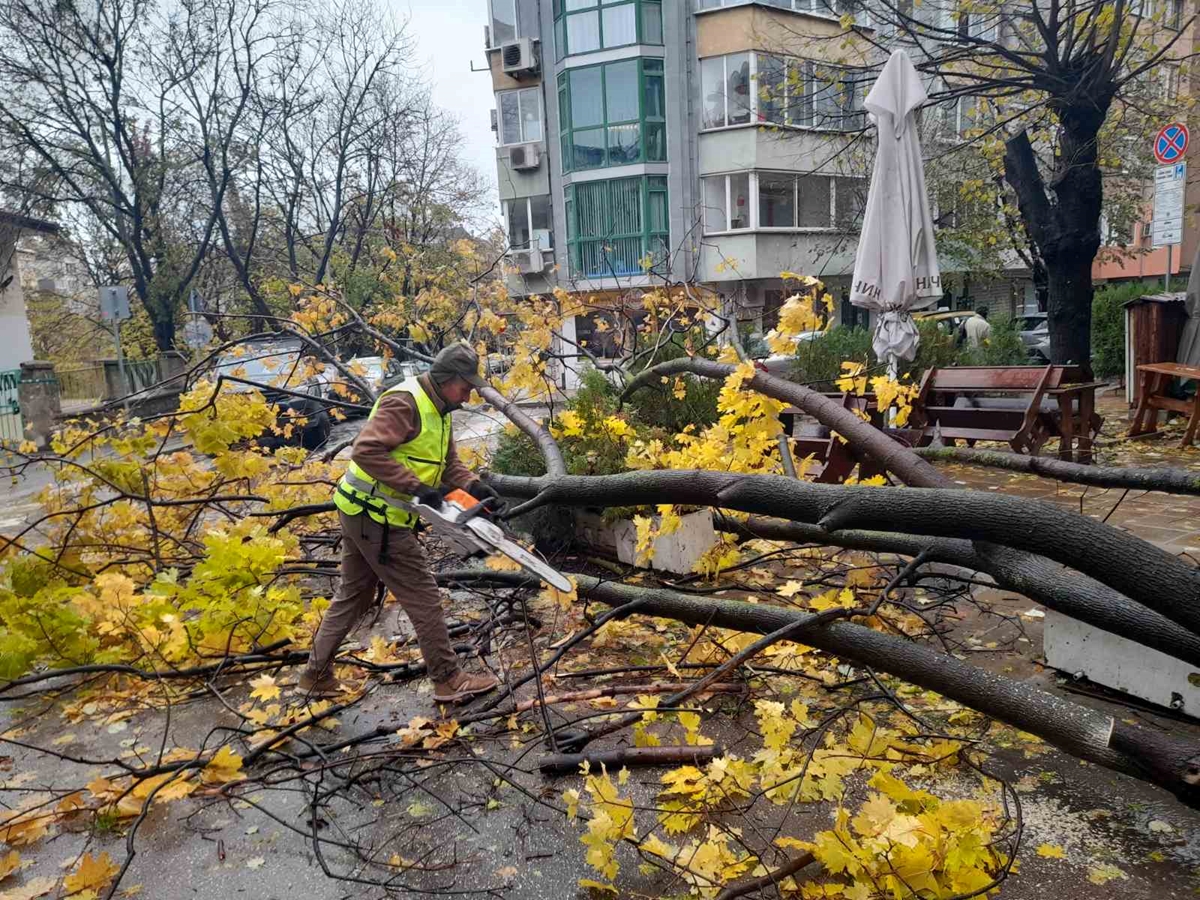500 дървета повали бурята във Варна