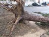 Бурен вятър събори дърво на централен булевард в Димитровград
