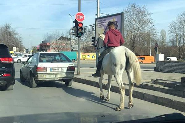 Конникът чинно чака да светне зелен светофар. Снимка: Забелязано в Пловдив