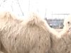 Камилата Бейби е новото попълнение на зоопарка в Бургас (Видео)