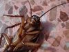 Мъж случайно взриви задния си двор, докато изтребваше хлебарки в Бразилия (Видео)