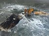 Лосове замръзват в река, докато се бият за женска (снимки)