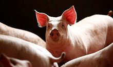 100% по-скъпо живо тегло на свинското от стопаните, които убиват животните