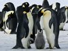 Днес е Световният ден на пингвините
