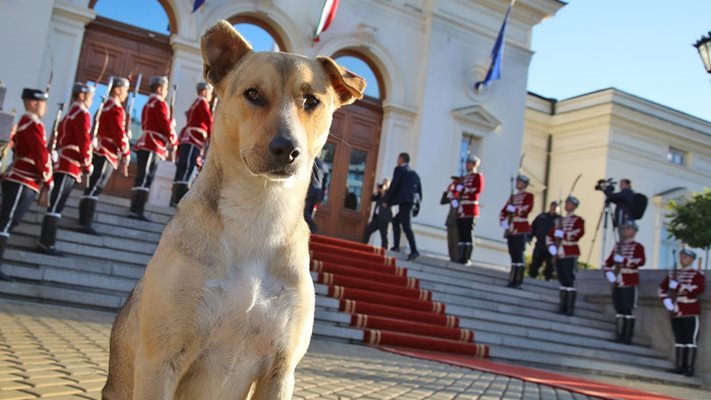 Кучето Депутат го закъса