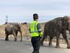 Затвориха магистрала в Испания заради слонове (Снимки)