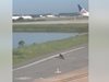 Самолет изчака алигатор да пресече пистата във Флорида (Видео)