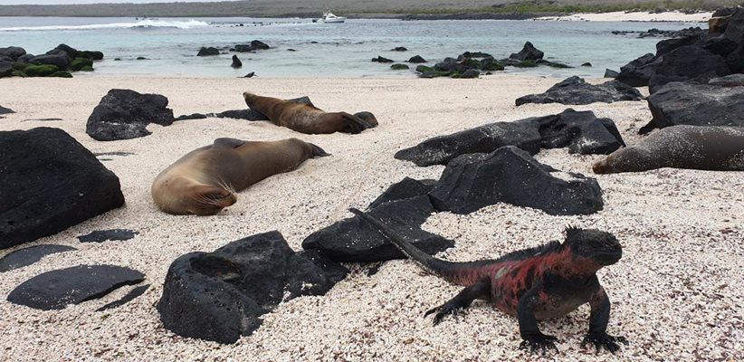 Морски лъвове и игуани мързелуват на остров Еспаньола.