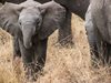 Африканските слонове се раждат без бивни, за да се спасят от бракониери