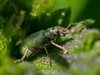 Учени кръстиха нов вид бръмбар на "Бийтълс"