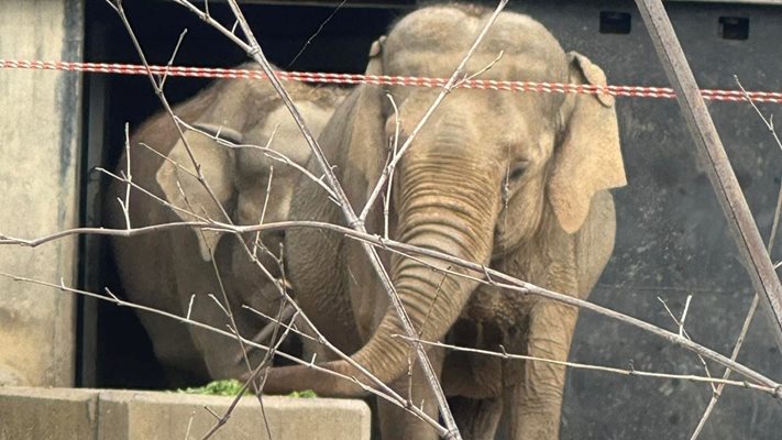 Новите слоници Луиза и Фрося са полиглоти (Снимки)