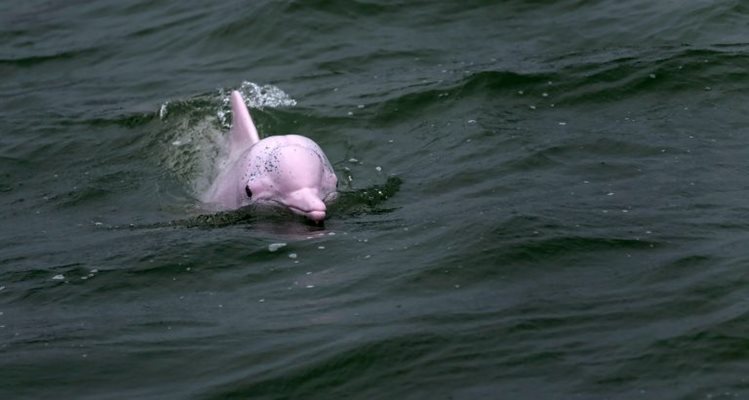 Розов делфин изплува на летище