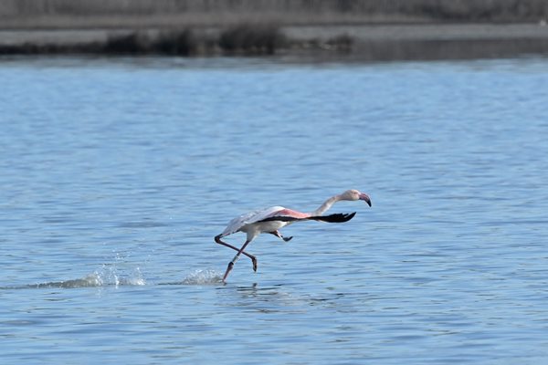 Над 100 екземпляра розово фламинго зимуват в Атанасовското езеро край Бургас Снимка: Орлин Цанев
