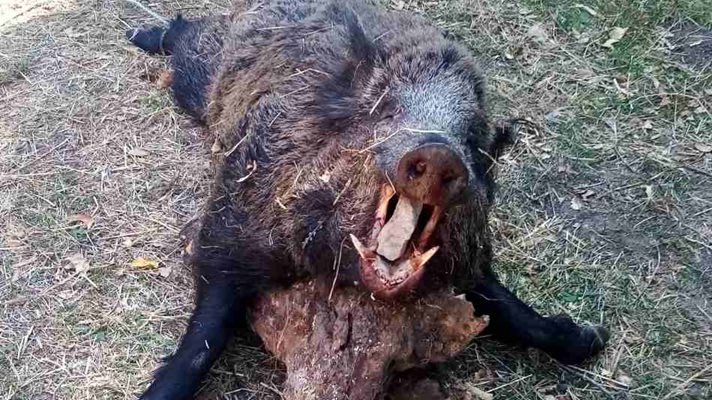 250 кг прасе великан повалено в Родопите